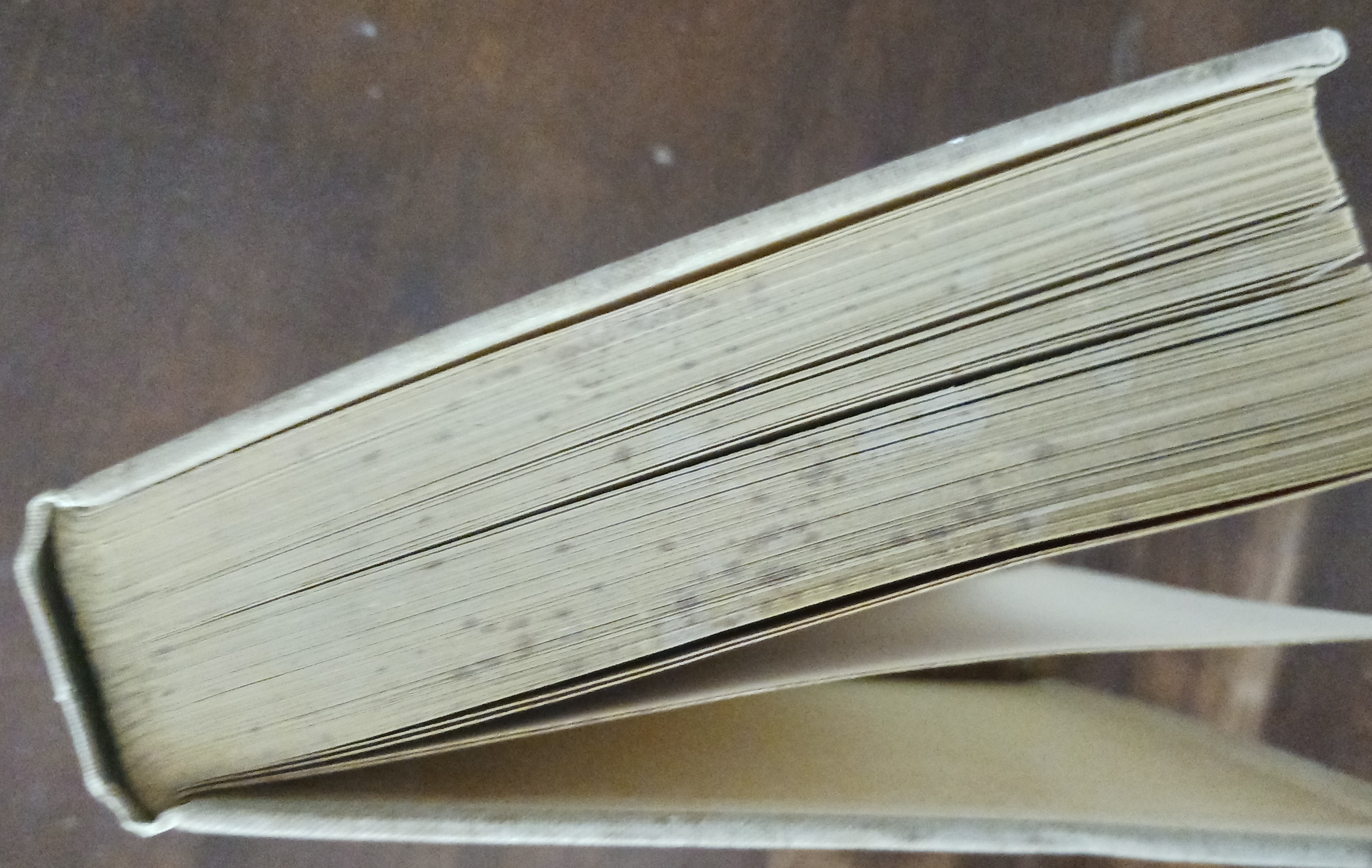 Image for Animal Treasure Animal Treasure