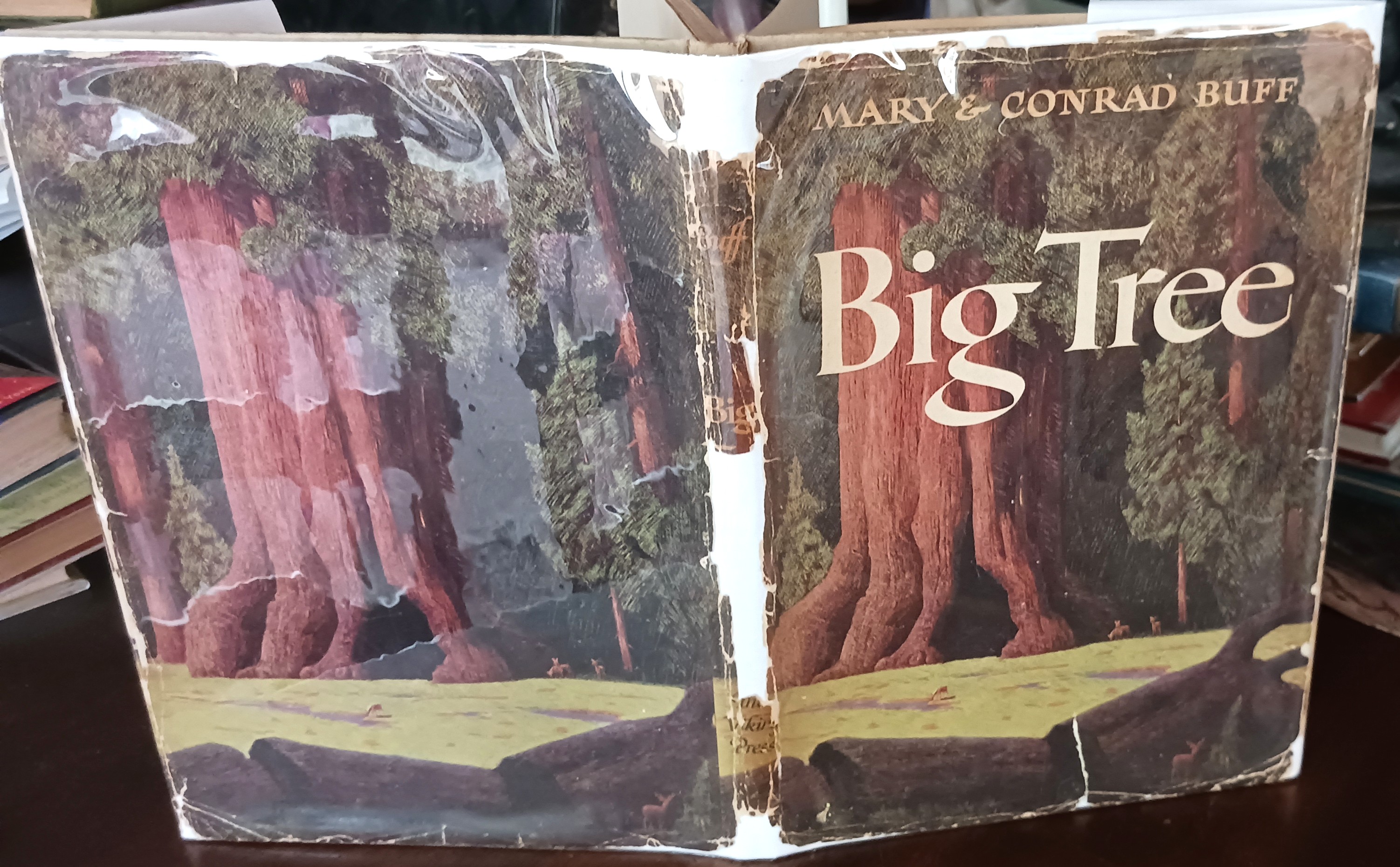 Image for Big Tree Big Tree