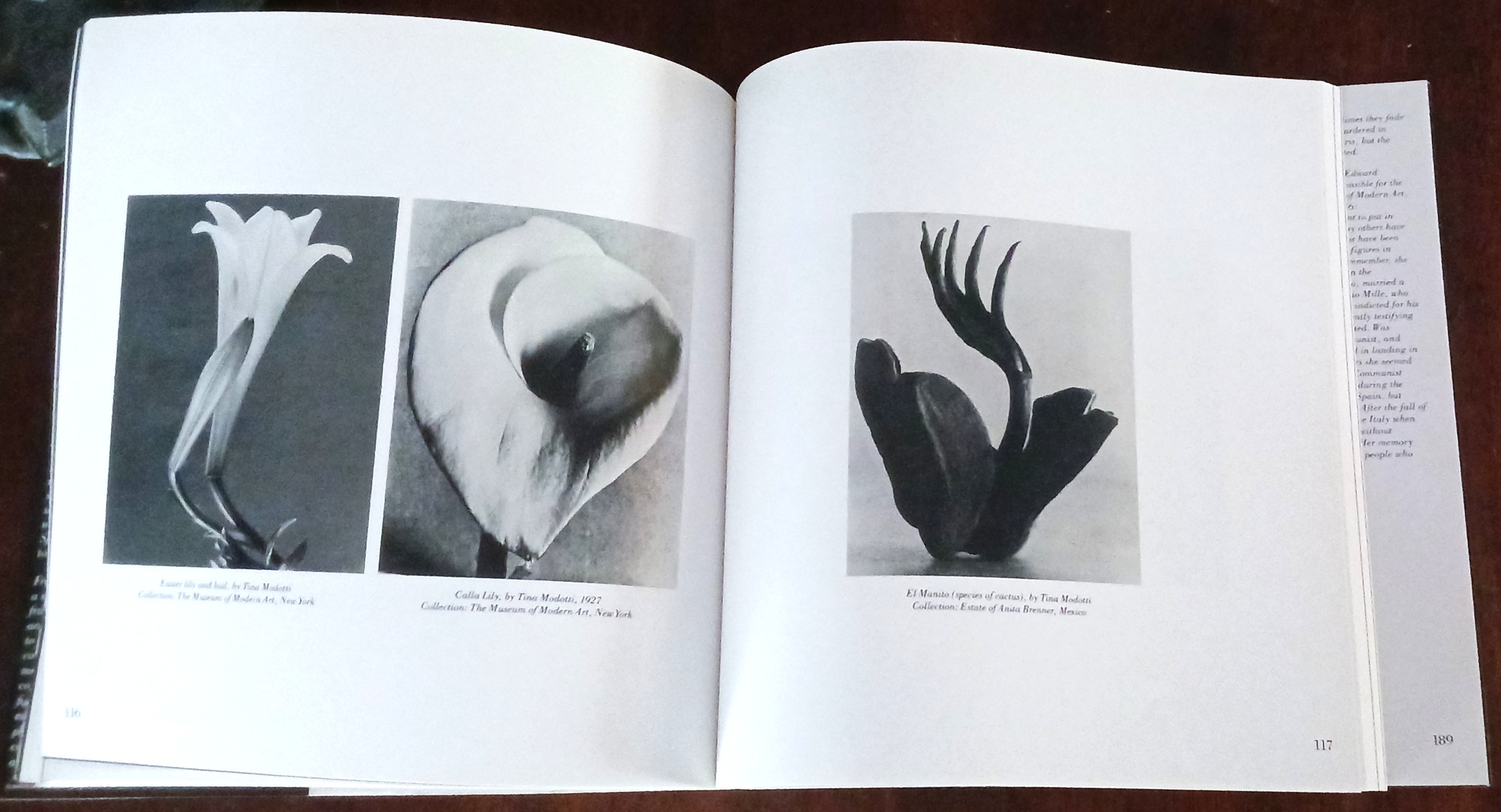 Image for Tina Modotti: A Fragile Life Tina Modotti: A Fragile Life