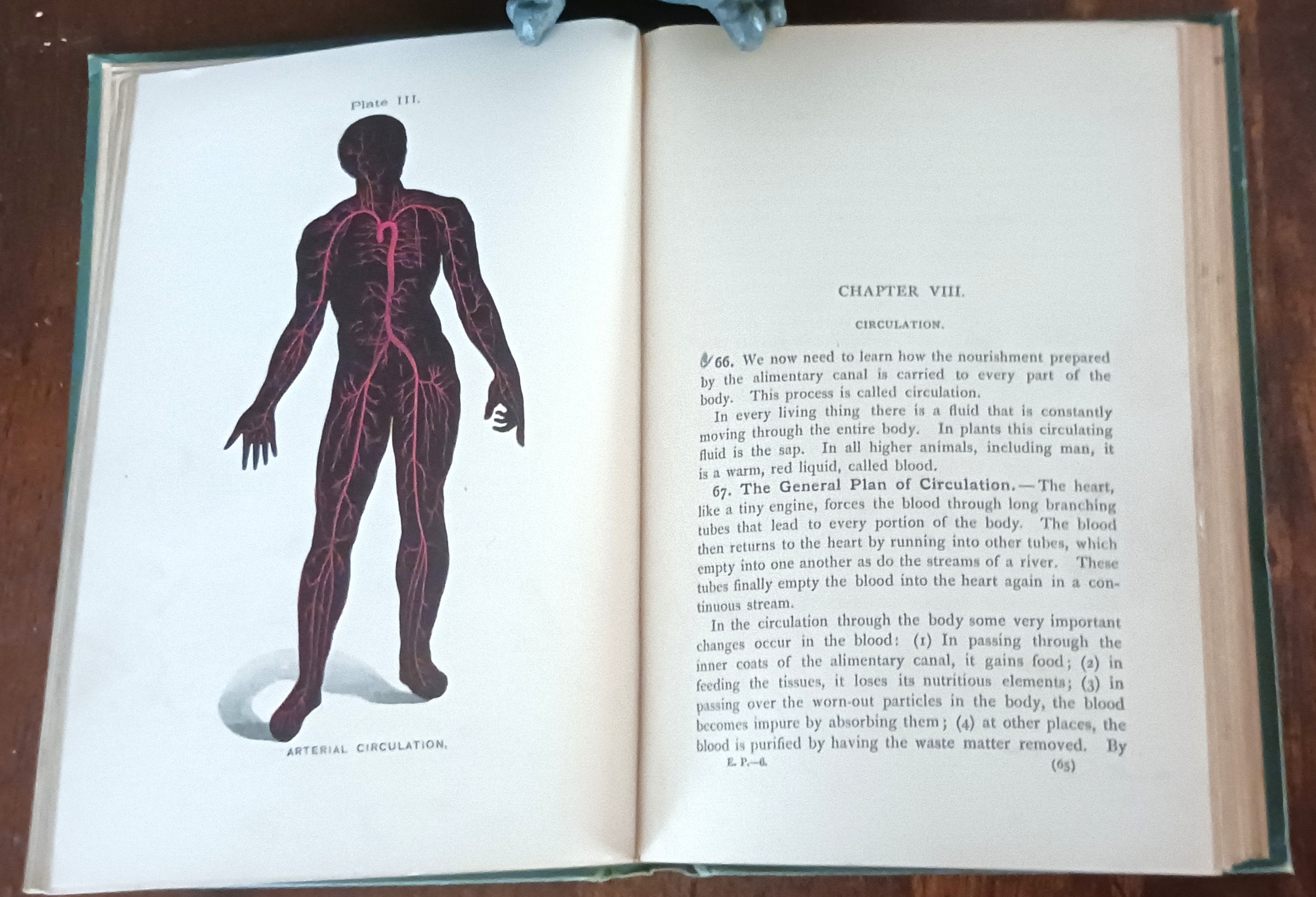 Image for The Eclectic Physiology for Use in Schools The Eclectic Physiology for Use in Schools