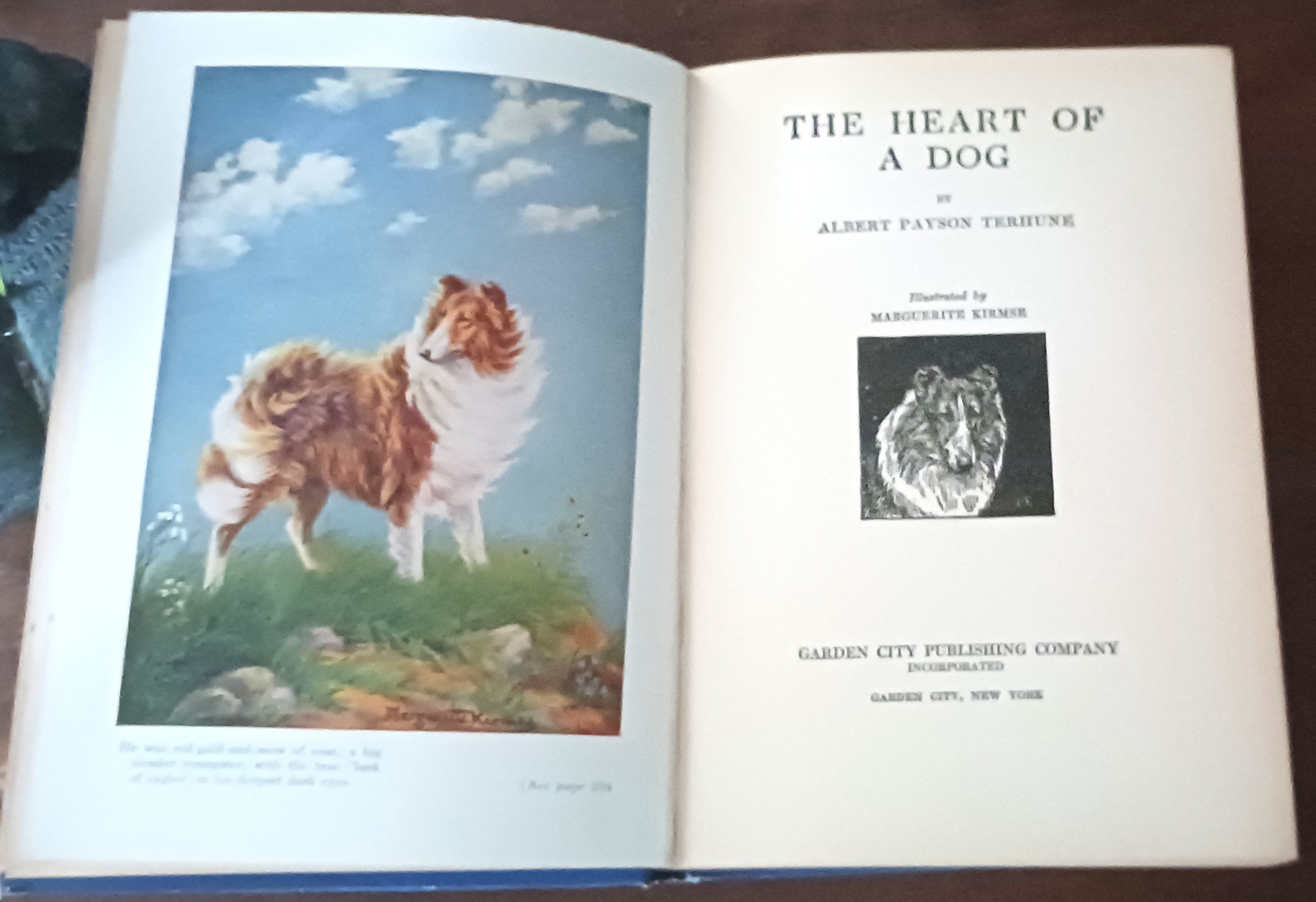 Image for The Heart of a Dog The Heart of a Dog