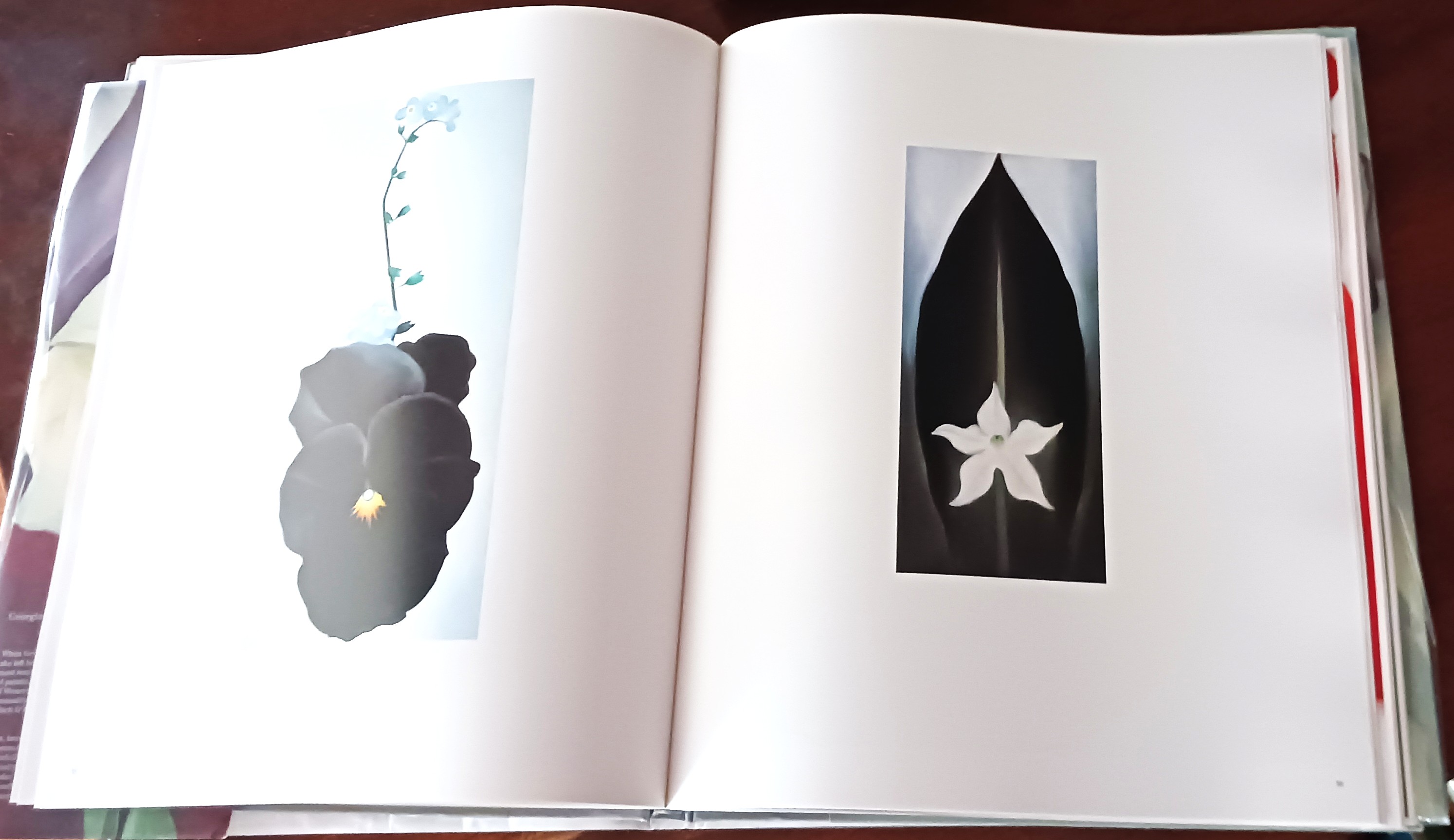 Image for Georgia O'Keeffe: One Hundred Flowers Georgia O'Keeffe: One Hundred Flowers