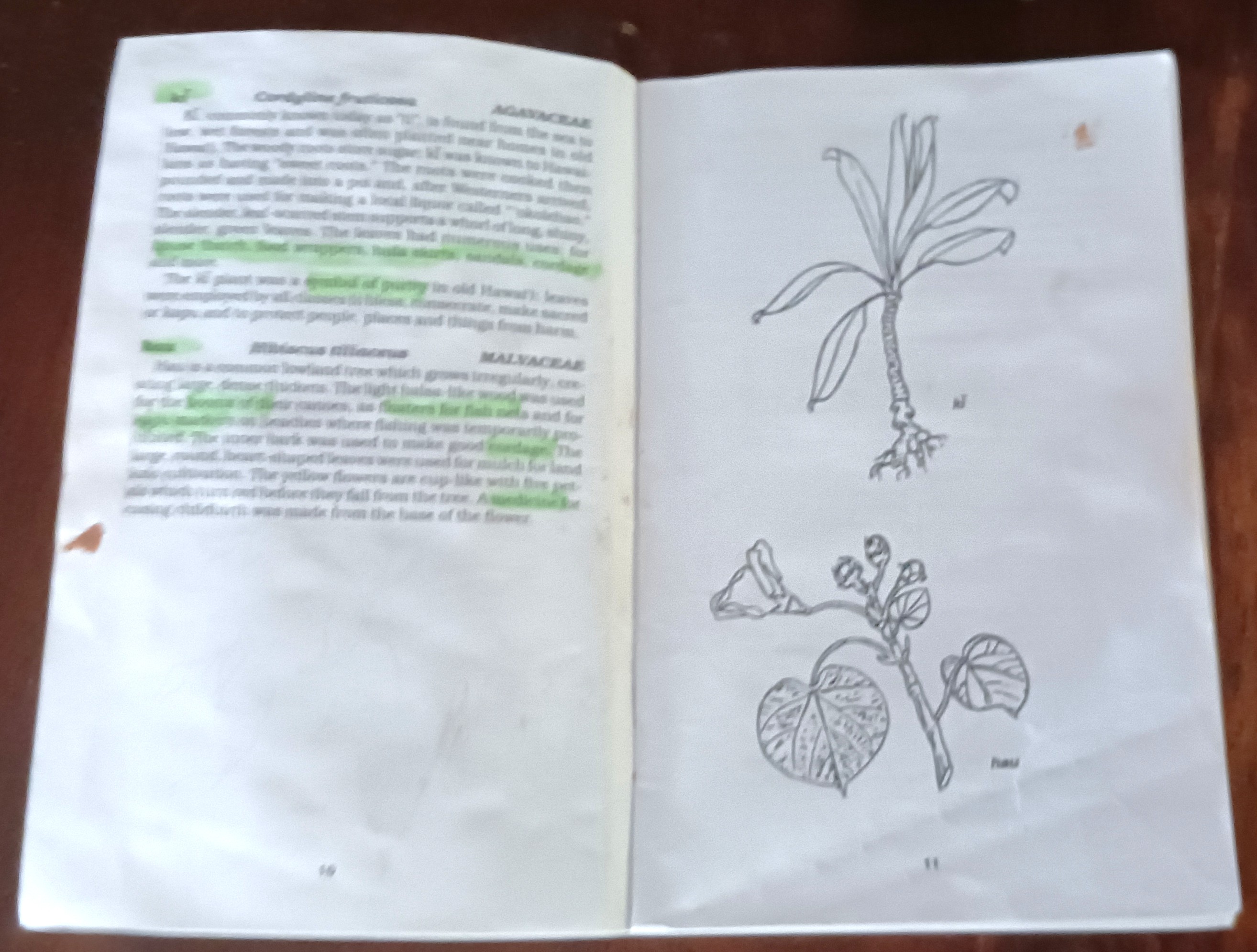 Image for Kahua kukui: Ethnobotany of the Hawaiians Kahua kukui: Ethnobotany of the Hawaiians