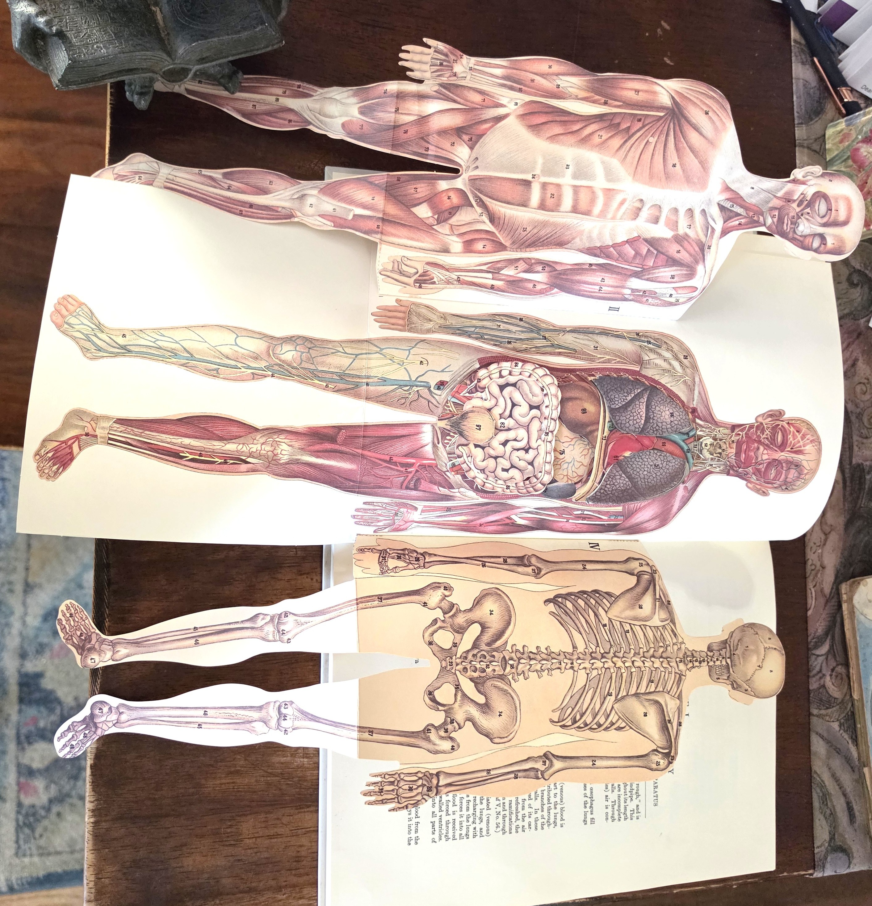 Image for The Fold-Out Atlas of the Human Body: A Three-Dimensional Book The Fold-Out Atlas of the Human Body: A Three-Dimensional Book